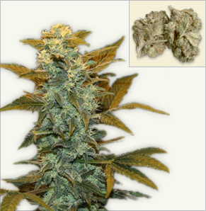 Blueberry mix feminized marijuana seeds